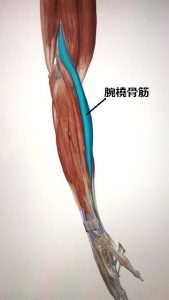 肩こり 首の違和感と腕のの筋肉の関係 ストレッチベース